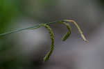 Twisted sedge